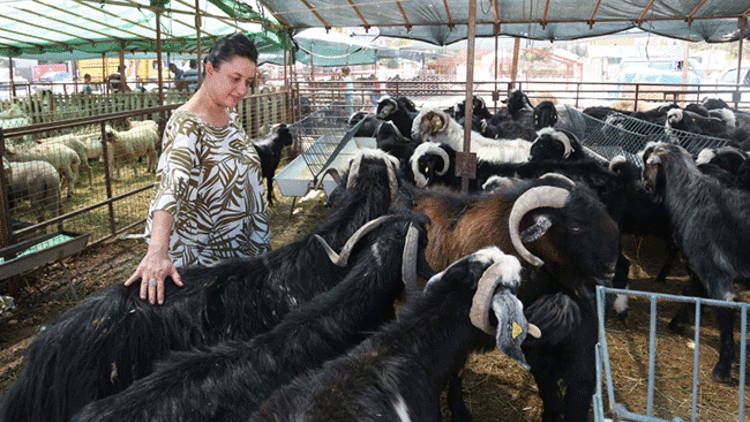 Antalya’nın keçileri Türkiye’ye yayılıyor