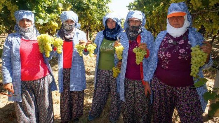 Türkiyenin üzüm ambarı Alaşehirde hasat zamanı