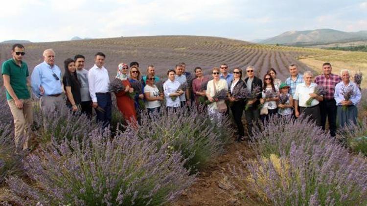 670 dekarlık Lavanta Deresinde hasat başladı