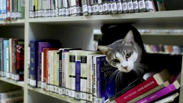 Kedi Paşa kütüphanenin maskotu oldu