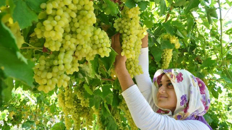 Türkiyenin yaş üzüm ihracatı yüzde 86,7 arttı