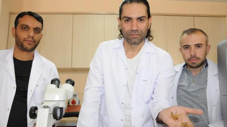 Prof. Dr. Hakan Demir: Sarı kız olarak bilenen örümcek zehirsiz