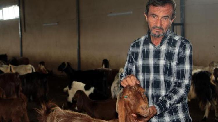 Hibeyle kurduğu işletmede keçi eti ve sütü üretiyor