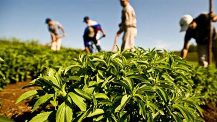 ÇAYKURda organik yaş çay destekleme bedeli ödemeleri