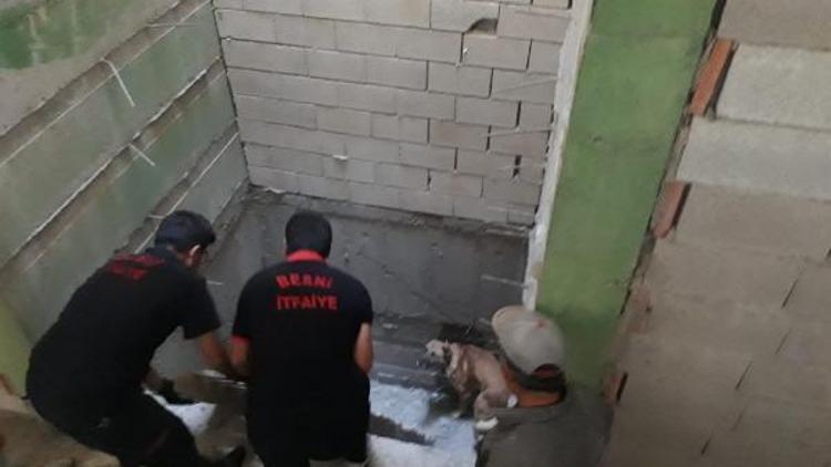 Besni’de asansör boşluğuna düşen köpek kurtarıldı