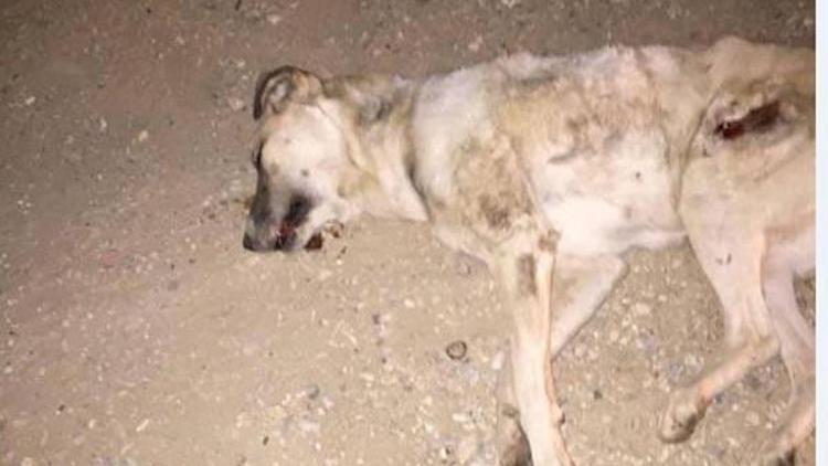 Otomobille kasten üzerinden geçilen sokak köpeği öldü