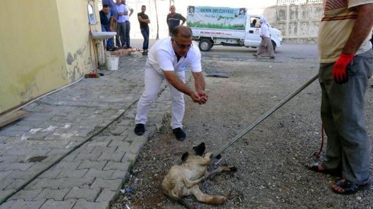 Ayağı kırık yavru köpeğe hastane çalışanları sahip çıktı