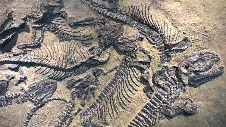 200 milyon yıllık dev dinazor fosili bulundu