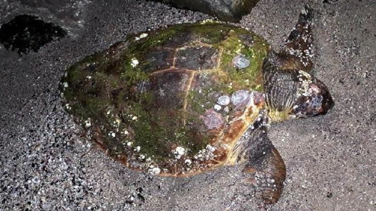 Bodrumda biri ölü diğeri yaralı 2 caretta caretta bulundu