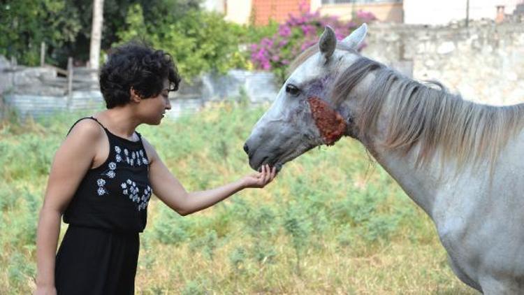 Ölüme terk edilen yaralı ata hayvanseverler sahip çıktı