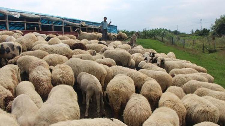 Çoban istihdam edene 5 bin TL destek
