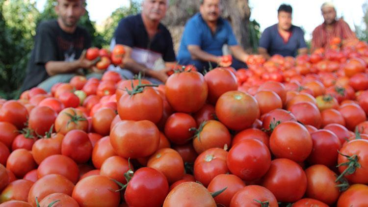 Ağrıda sera domatesi bölgenin lezzeti oldu