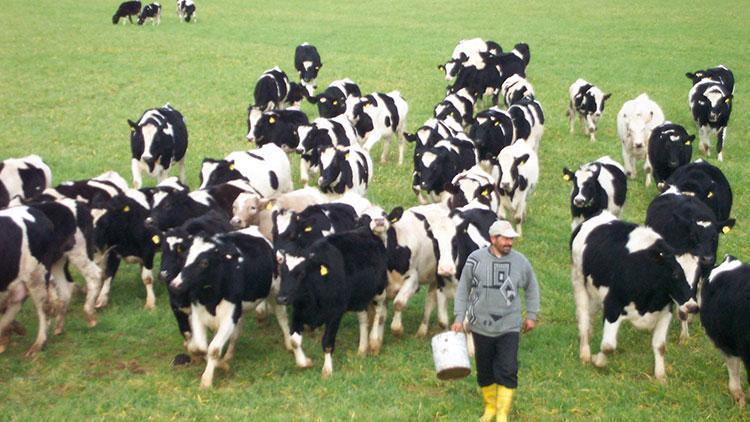 Toplanan inek sütü miktarı mayısta arttı