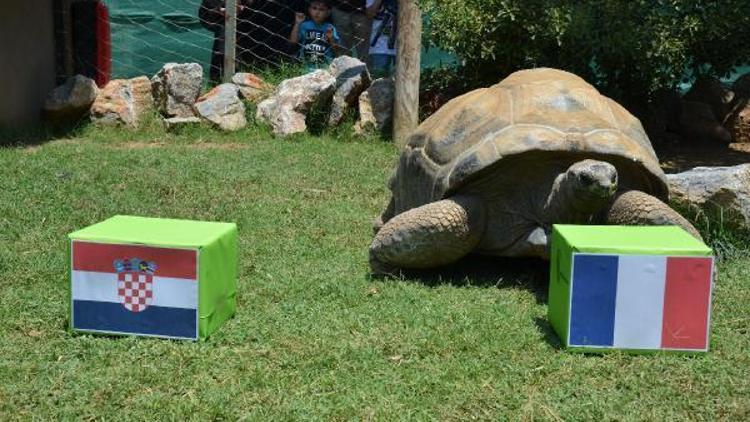 Kaplumbağa Tukinin Dünya Kupası şampiyonu tahmini Fransa