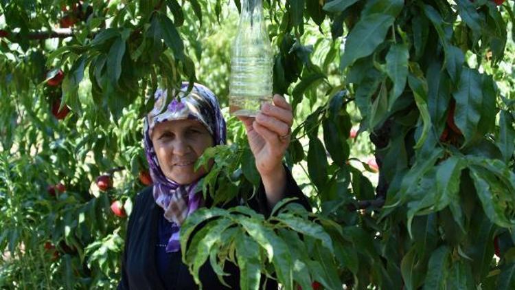 Meyveleri çürüten sirke sineğine sirkeli tuzak