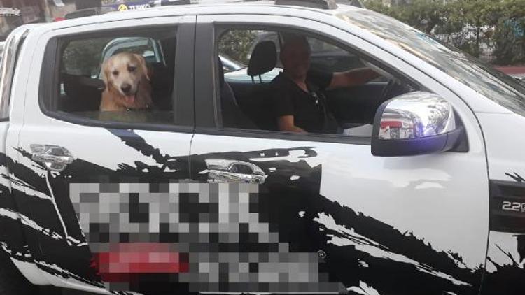 Köpeğine emniyet kemeri takan sürücüye polisten teşekkür