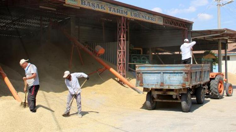 Dinarda hububat alımı sürüyor