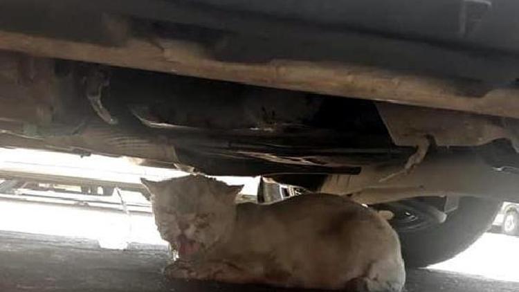 Minibüsün motoruna giren kedi, 50 kilometre yolculuk yaptı