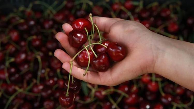 Dalbastı kirazında rekolte azaldı