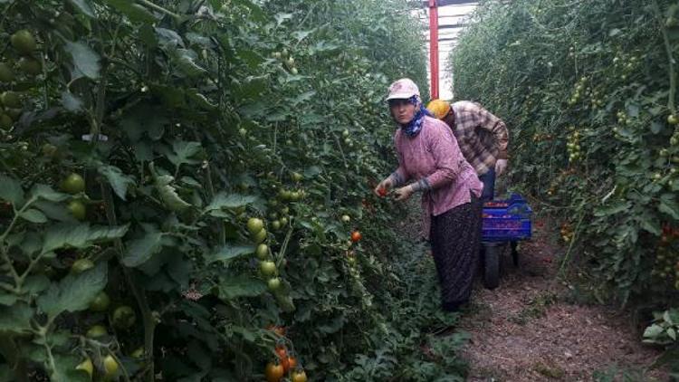 Elmalılı domates üreticisi fiyattan memnun