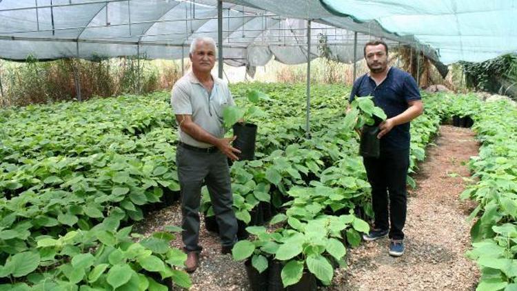 Erdemli yüzünü kiviye döndü