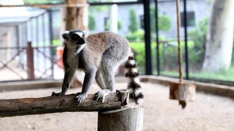 Mersinin yeni misafirleri halka kuyruklu lemurlar