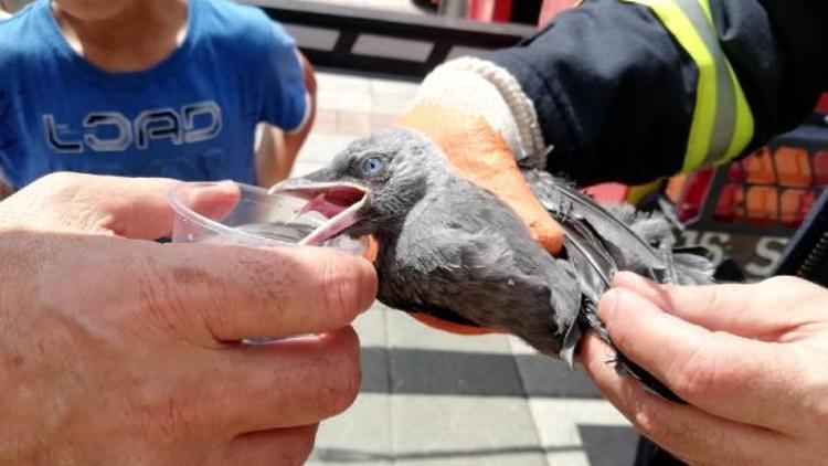 Ağaçta asılı kalan yavru kargayı itfaiye kurtardı