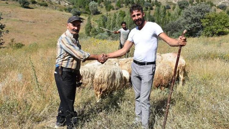 Dürbünle bakarken bulduğu kayıp koyunları, sahibine teslim etti