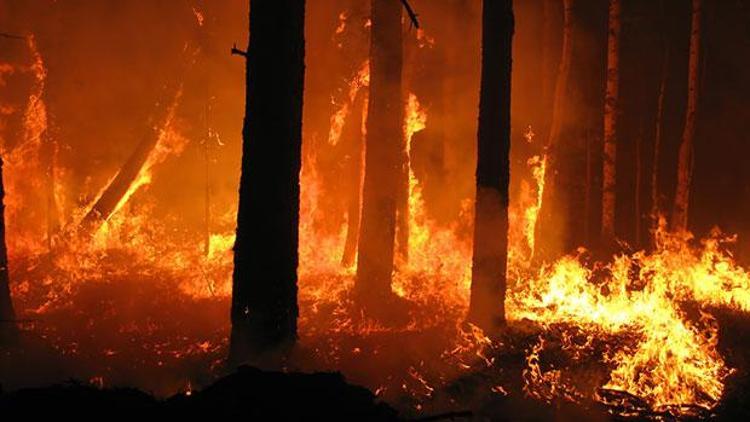 İsveç’te son 24 saatte 80 yerde orman yangını çıktı