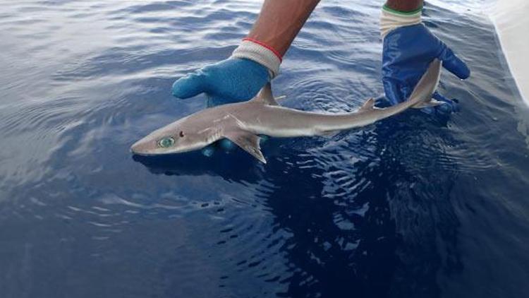 Yeni bir köpek balığı türü keşfedildi