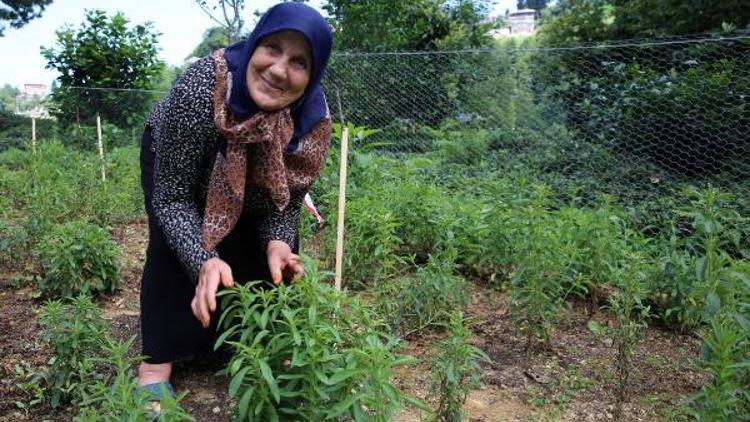 Doğu Karadenizin yeni tarım ürünü: Stevia