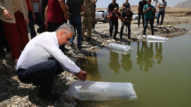 Dicle Nehri ve Dirsekli Göletine 90 bin yavru sazan bırakıldı