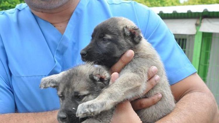 8 yavru köpeğin kulaklarını kesip barınağa bıraktılar