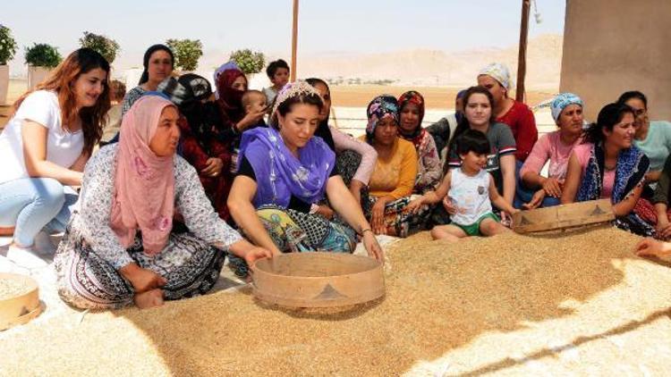 Dünyanın en eski buğdaylarından sorgülde 20 tonluk rekolte