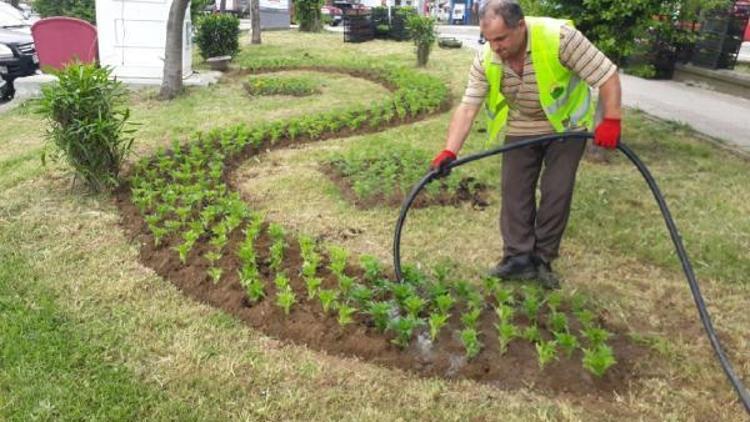 İlkadım’da 120 parkta 30 bin mevsimlik çiçek dikildi