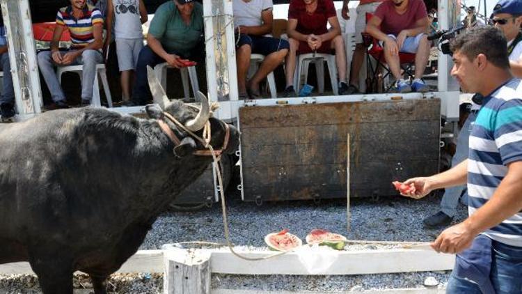 Germencikte 40 derece sıcakta boğa güreşleri