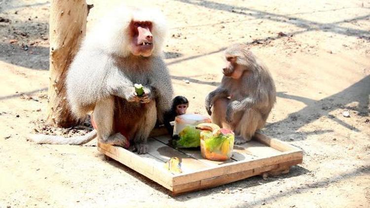 Hayvan parkının üyeleri buzlu meyvelerle serinliyor