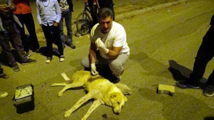 Otomobil çarpan köpeğin başından ayrılmadılar