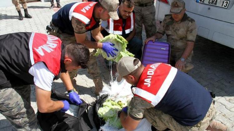 Vanda, yolcu otobüsündeki lahanadan 15 kilo eroin çıktı