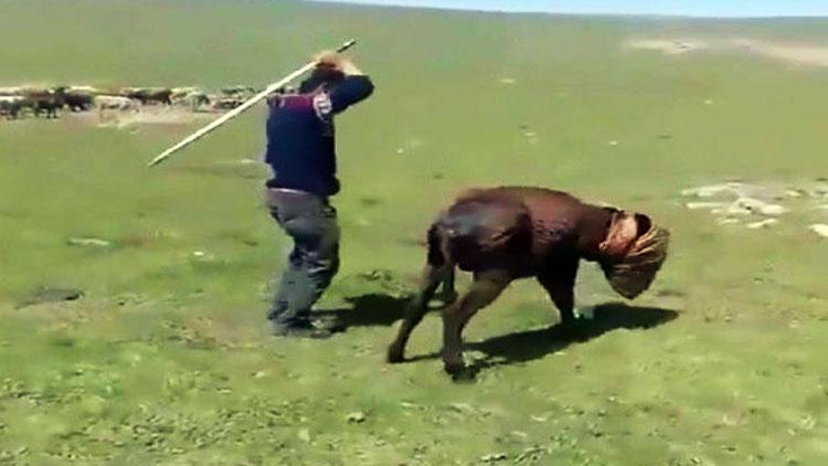 Eşeğe sopayla işkence yapan adam yakalandı