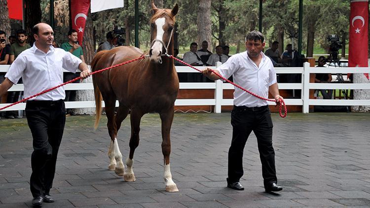 Safkan Arap taylarından 4,9 milyon lira gelir