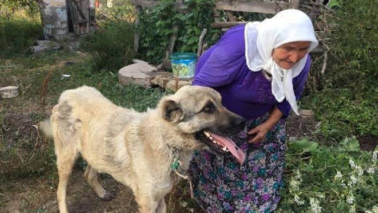 Gözyaşlarıyla tedaviye gönderdiği köpeğini mutlulukla karşıladı