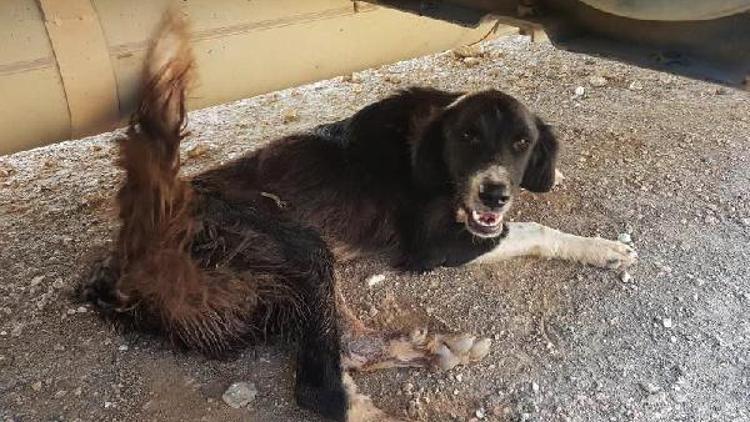 Sokak köpeğini av tüfeğiyle vurdular