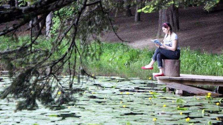 Gölcük Tabiat Parkı, nilüfer gölüne dönüşecek