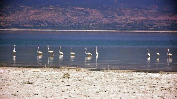 Burdur Gölünün son konukları flamingolar