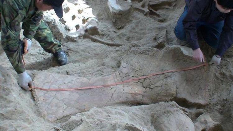 Çinde 174 milyon yıllık dinozor fosili bulundu