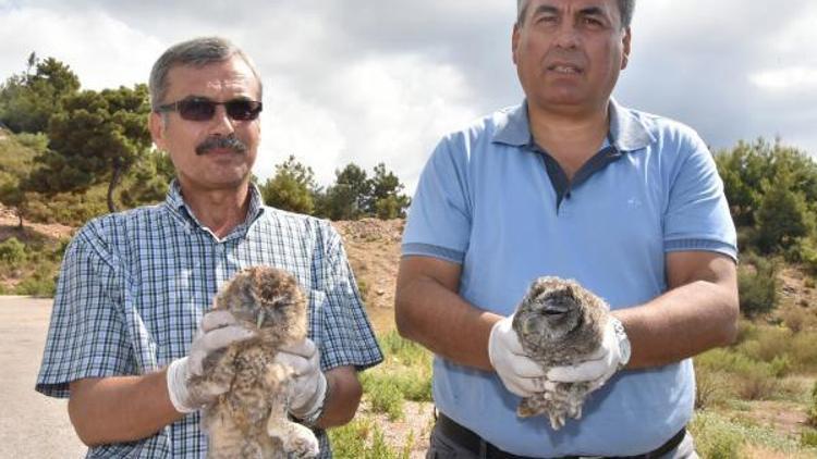 Tedavisi tamamlanan 2 yavru baykuş doğaya salındı