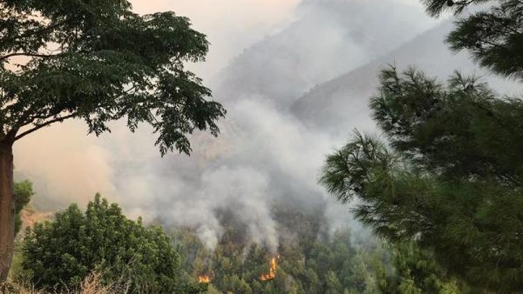 Hataydaki yangında 40 hektar orman ve 5 ev zarar gördü