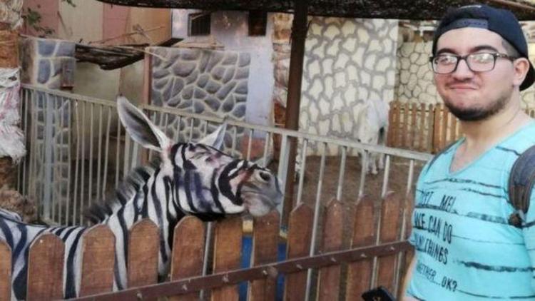 Zebra görünümlü eşek paylaşımı Mısırda viral oldu