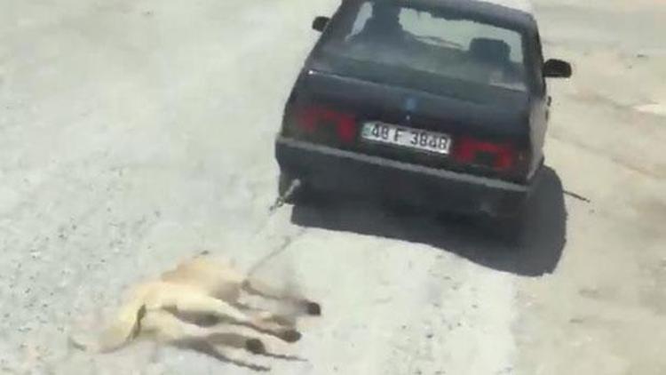 Görüntüler Türkiyeyi ayağa kaldırmıştı. İşkence gören köpek meğer kaçırılmış